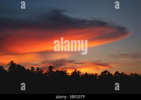 Feuriger tropischer Sonnenuntergang über Palmensilhouette, lebendiger Himmel Stockfoto