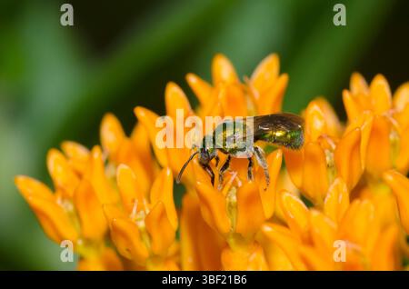 Schweißbiene, Familie Halictidae, Nahrungssuche auf Orangenmilchkraut, Asclepias tuberosa Stockfoto