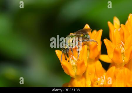 Schweißbiene, Familie Halictidae, Nahrungssuche auf Orangenmilchkraut, Asclepias tuberosa Stockfoto