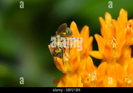 Schweißbiene, Familie Halictidae, Nahrungssuche auf Orangenmilchkraut, Asclepias tuberosa Stockfoto