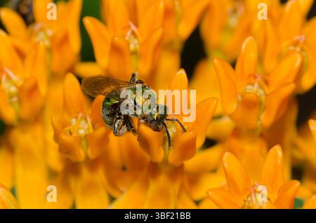 Schweißbiene, Familie Halictidae, Nahrungssuche auf Orangenmilchkraut, Asclepias tuberosa Stockfoto