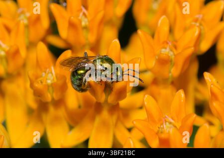 Schweißbiene, Familie Halictidae, Nahrungssuche auf Orangenmilchkraut, Asclepias tuberosa Stockfoto