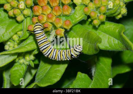 Monarch, Danaus plexippus, Larve auf Orangenmilchweed, Asclepias tuberosa Stockfoto