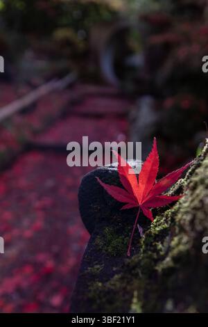 Rotes Ahornblatt, das auf Moosstein ruht, ist im Herbst zu sehen Stockfoto