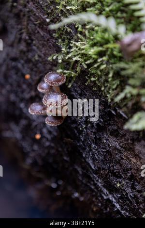 Wilde Pilze, die auf feuchtem, moosigem Baumstamm im Wald wachsen Stockfoto