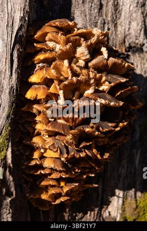 Splitgill-Pilze wachsen auf Baumstämmen in strahlender Sonne Stockfoto
