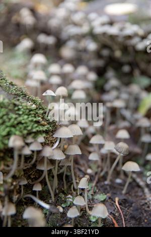 Winzige Copelandia-Pilze, die auf moosigem Waldboden wachsen Stockfoto