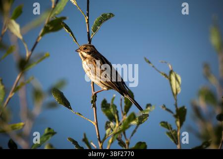 Reedfahne, die im Unterholz thront Stockfoto