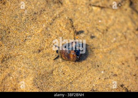 Ein detailliertes Makro-Unterwasserfoto, das Littorina littorea (gewöhnliches Periwinkle) zeigt, wie sie sich aktiv auf einer untergetauchten Oberfläche bewegt. Stockfoto
