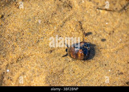 Ein detailliertes Makro-Unterwasserfoto, das Littorina littorea (gewöhnliches Periwinkle) zeigt, wie sie sich aktiv auf einer untergetauchten Oberfläche bewegt. Stockfoto