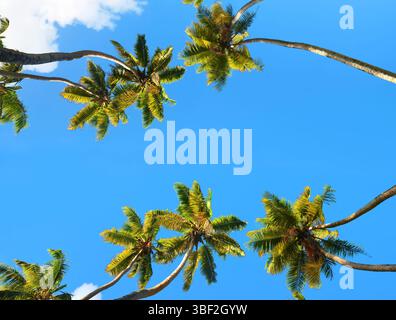 Kokospalmen auf dem Hintergrund des blauen Himmels. Stockfoto