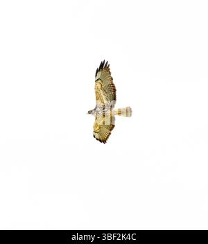 Red Tail Hawk juvenile im Flug Stockfoto