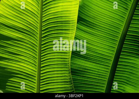 Nahaufnahme von zwei hellgrünen Bananenblättern Stockfoto