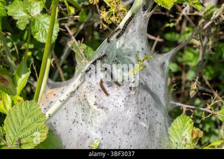 Lakey Moth Raupen auf einem Netz in einer Weißdornhecke Stockfoto
