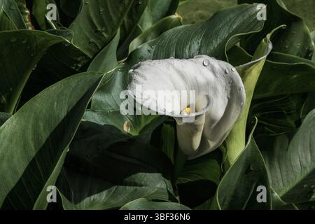 Weiße Calla-Blüte isoliert mit Regentropfen Stockfoto
