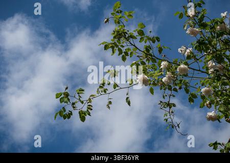 Zweig der weißen Rosenblüten am Himmel Stockfoto