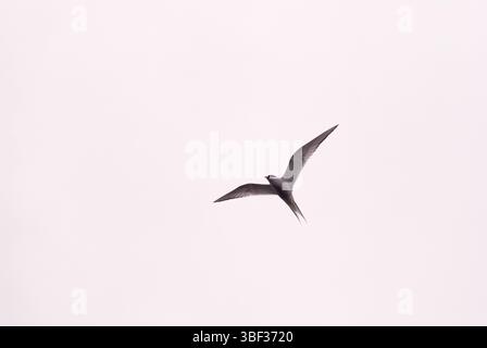 Eine arktische Tern (Kría) fliegt über den isländischen Himmel und zeigt ihre Geschwindigkeit und Beweglichkeit über der natürlichen Landschaft. Stockfoto