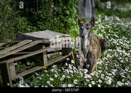 Raan, der spanische Galgo-Gryhound auf einer Wiese mit Gänseblümchen Stockfoto