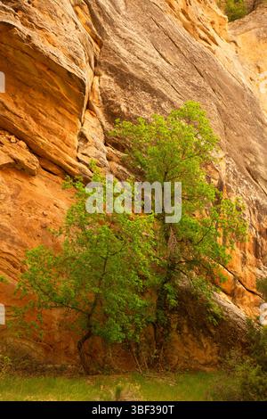 Box Elder entlang des Box Canyon Trail, Dinosaur National Monument, Utah Stockfoto