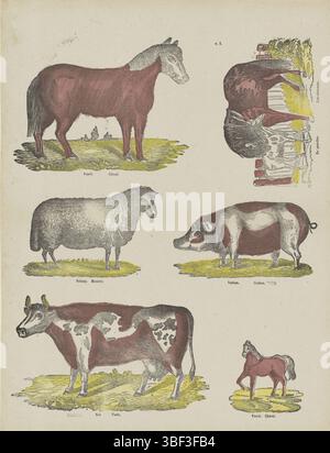 Europa, Turnhout, Beersmaens, Franciscus Antonius, Dieren, Europa, verso - gestempelt, Blatt mit 6 Darbietungen von Nutztieren wie Pferden, einem Schaf, einem Schwein und einer Kuh. Unter jeder Aufführung eine Bildunterschrift in Niederländisch und Französisch. Nummeriert oben: n. 2., Druck, Folk-Abzüge, Drucke, Höhe 427 mm, Breite 330 mm, Publikation (Ereignis), Publikation, 1840-06-14 - 1897-01-25, Verlag, 1866 - 1902, Papier, Holzschnitt, Farben, Buchdruck, Buchdruck, Druckerei, Druckerei Stockfoto