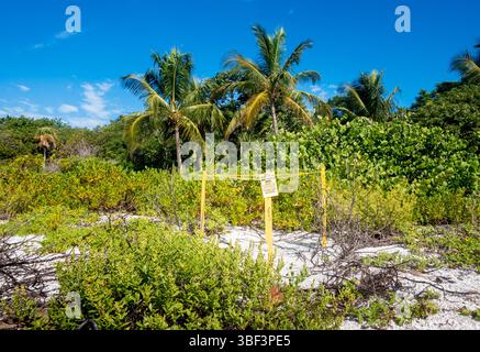 Ein Marker, der die Position eines Nistplatzes für Meeresschildkröten am Strand in Sanibel, Florida, angibt Stockfoto