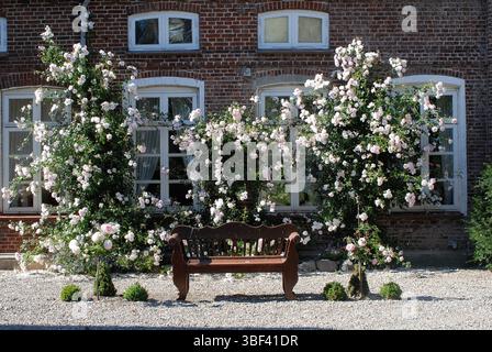 Holzbank vor blühenden Kletterrosen an der Fassade eines alten Backsteinhauses Stockfoto