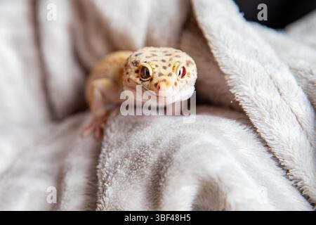 Reptilien auf kuscheliger Stoff, Leopardengecko-Gesicht Stockfoto