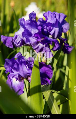 Elegante Iris: Nahaufnahme einer Blume in leuchtenden lila Tönen. Stockfoto