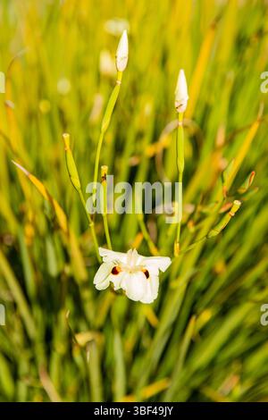 Elegante weiße Dietes Blüten mit einzigartigen Markierungen - ein natürlicher pflanzlicher Hintergrund. Afrikanisches Irismakro Stockfoto