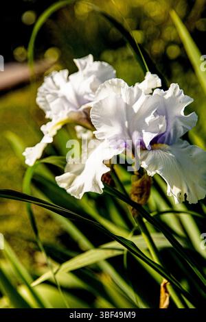 Floraler Hintergrund Reiche weiße Iris in einem sonnigen Frühlingsgarten Stockfoto