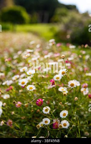 Winzige weiße und rosa Daisies inmitten von Grün, Hintergrund für Text unscharf, Makro Stockfoto