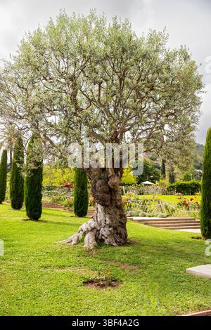 Schöner Olivenbaum im Garten Stockfoto