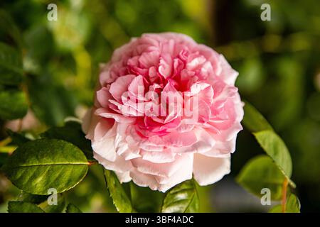 Üppige rosa Rose aus nächster Nähe Stockfoto