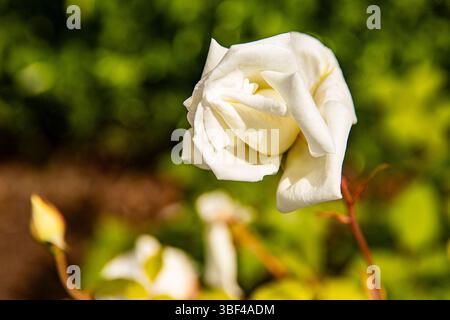 Blassweiße Rosen im Sonnenlicht, Hintergrundbild Stockfoto