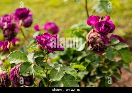 Violette Rosen in Blüte, Hintergrundbild, Makro Stockfoto