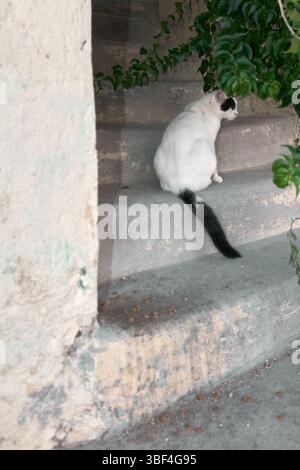 Eine Nahaufnahme einer Katze mit hellen Augen, die auf einer Steintreppe auf Rhodos sitzt, mit grünem Laub, das der städtischen Szene einen natürlichen Touch verleiht. Stockfoto