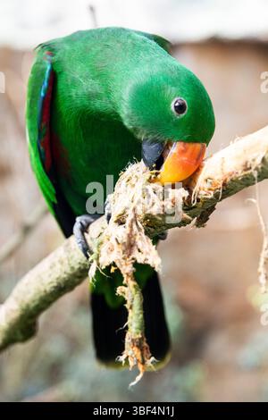 Ein schöner grüner Papagei Eclectus roratus nagt mit seinem Schnabel die Rinde Stockfoto