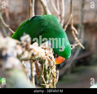 Ein schöner Papagei Eclectus roratus entfernt die Rinde eines Baumes. Hellgrüner Vogel, Seitenansicht Stockfoto