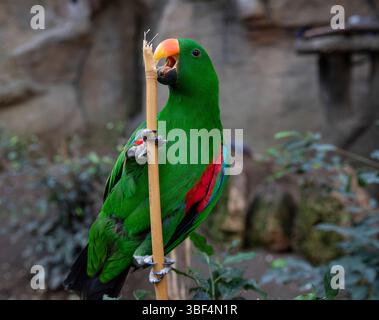 Ein süßer grüner Papagei mit einem orangefarbenen Schnabel. Exotischer Vogel in der Natur Stockfoto