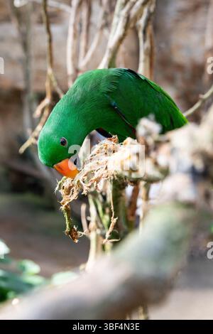 Niedlicher Papagei Eclectus roratus in grüner Farbe auf verschwommenem Hintergrund Stockfoto