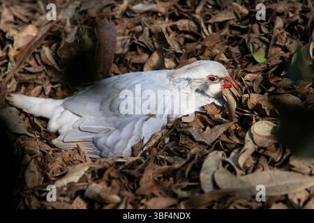 Weißer Vogel mit einem roten Schnabel auf einem gefallenen Blatt Stockfoto