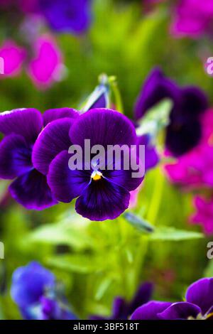 Schöne bunte violette Stiefmütterchen oder Viola Blumen, blühend im Ziergarten, verschwommener Hintergrund, selektiver Fokus, Nahaufnahme. Stockfoto