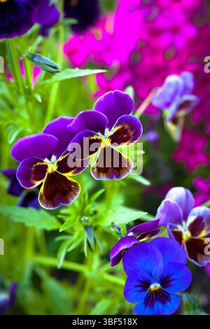 Schöne bunte violette Stiefmütterchen oder Viola Blumen, blühend im Ziergarten, verschwommener Hintergrund, selektiver Fokus, Nahaufnahme. Stockfoto