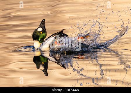 Eine männliche Goldeneye-Ente, die während der Brutsaison mit den Füßen hochgetreten und den Kopf hochgehoben hat. Nahansicht. Stockfoto