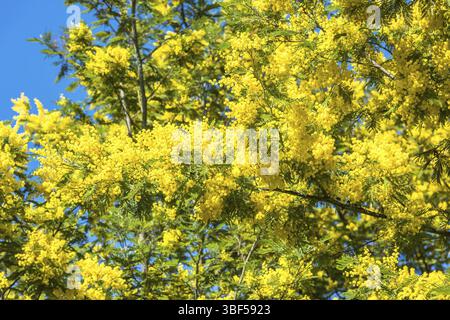 Gelb blühende Mimosen Baum im Frühjahr. Blauen Himmel als Hintergrund Stockfoto