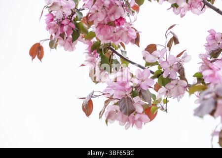 Apfelbaumzweig blüht mit rosa Blumen auf weißem Hintergrund, Kopierraum, selektiver Fokus Stockfoto