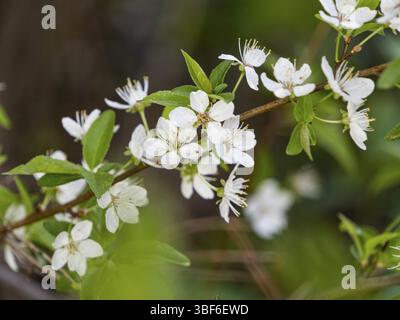 Zweig eines blühenden Apfelbaums, selektiver Fokus, Nahaufnahme Stockfoto