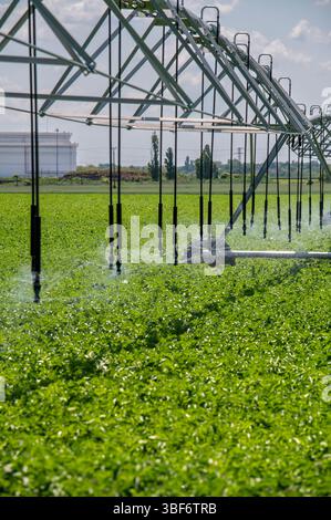 Center Pivot Bewässerungssystem in Kartoffelfeldern. Kartoffelfeld, bewässert durch eine schwenkbare Sprinkleranlage. Stockfoto