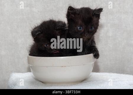 Zwei schwarze Kätzchen sitzen in einer weißen Schüssel. Stockfoto