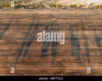 Luftaufnahme langer Schatten aus einer Reihe von Bäumen am Rande des Feldes bei Moolort in Central Victoria, Australien. Stockfoto